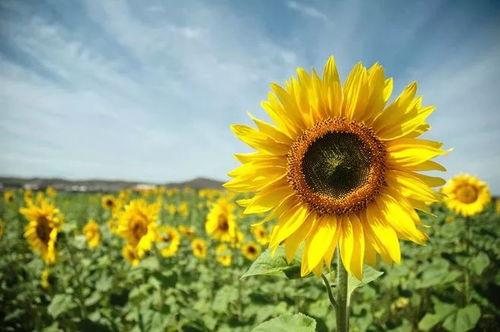 日韩成人影库向日葵视频,向日葵视频的激情世界